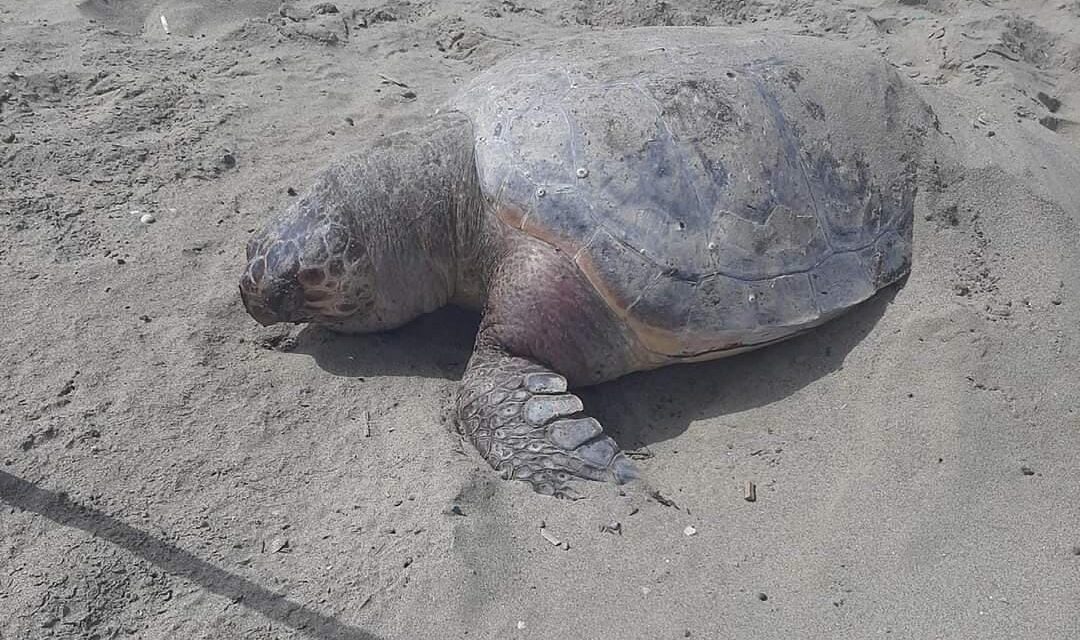 POZZUOLI/ Tartaruga “Caretta caretta” trovata morta sulla spiaggia di Licola – Cronaca Flegrea