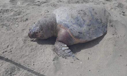 POZZUOLI/ Tartaruga “Caretta caretta” trovata morta sulla spiaggia di Licola – Cronaca Flegrea