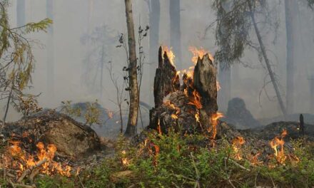 Incendi boschivi in Campania, dal 15 giugno in vigore il periodo di grave pericolosità – Cronaca Flegrea