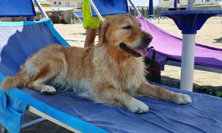 BACOLI/ Sì ai cani e alle borse frigo nei lidi: arriva l’ordinanza