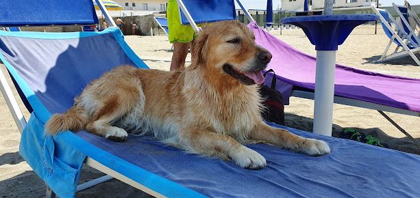 BACOLI/ Sì ai cani e alle borse frigo nei lidi: arriva l’ordinanza