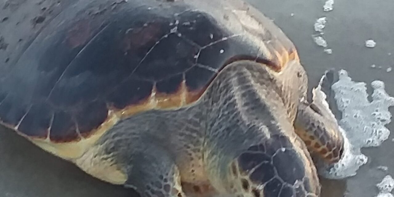 POZZUOLI/ Tartaruga marina trovata morta a Licola Mare – LE FOTO – Cronaca Flegrea