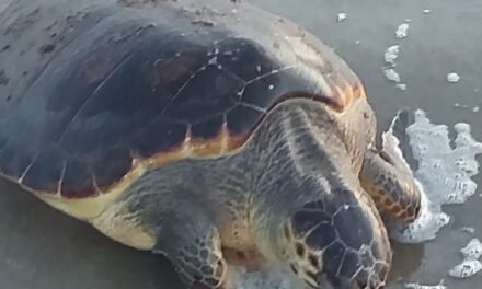 POZZUOLI/ Tartaruga marina trovata morta a Licola Mare – LE FOTO – Cronaca Flegrea