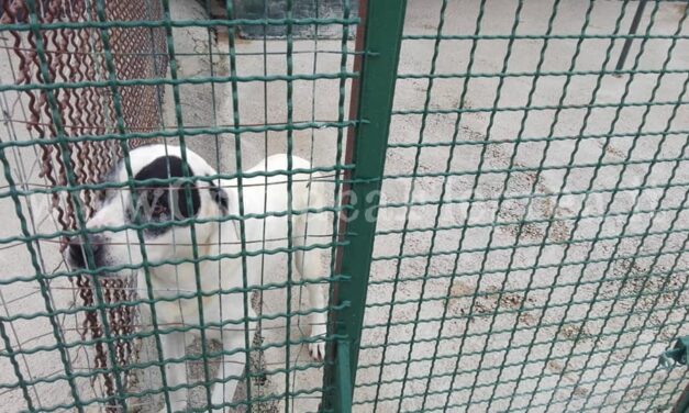 sequestrati 37 cani – Cronaca Flegrea