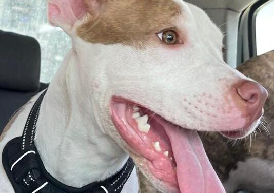 SOS CANI/ Appena 7 mesi, la piccola Nala cerca casa – Cronaca Flegrea