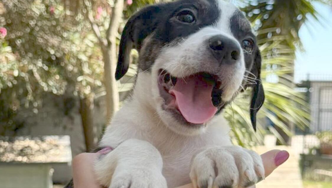 SOS CANI/ Tre cuccioli cercano casa – LE FOTO – Cronaca Flegrea