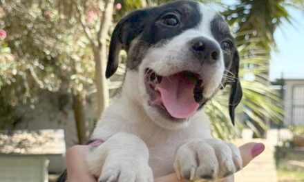 SOS CANI/ Tre cuccioli cercano casa – LE FOTO – Cronaca Flegrea