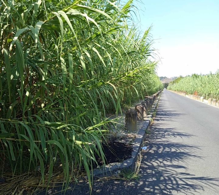 il lago d’Averno abbandonato dalle istituzioni» – LE FOTO – Cronaca Flegrea