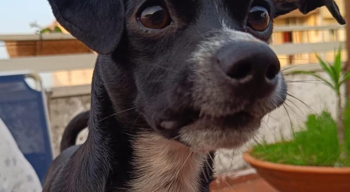 SOS CANI/ La piccola Lilly cerca casa – Cronaca Flegrea