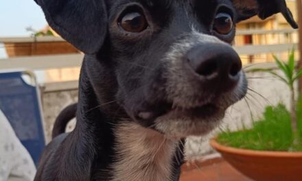 SOS CANI/ La piccola Lilly cerca casa – Cronaca Flegrea