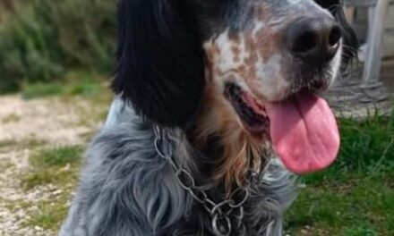 Brutte notizie per Daisy, il cane è stato trovato morto sui binari tra Pozzuoli e Bagnoli – Cronaca Flegrea