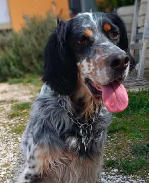 Brutte notizie per Daisy, il cane è stato trovato morto sui binari tra Pozzuoli e Bagnoli – Cronaca Flegrea