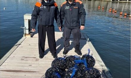 Sequestrati cento chili di cozze nel porto di Pozzuoli – Cronaca Flegrea