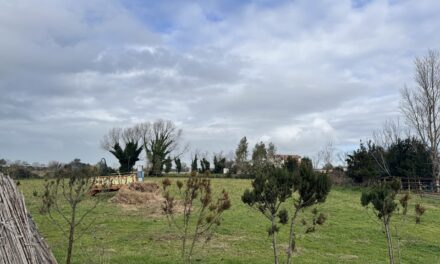 agricoltore ucciso da un vitello nella sua fattoria – Cronaca Flegrea