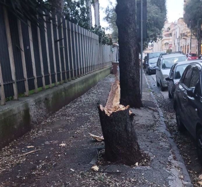 Albero si abbatte sull’ingresso della Cumana a Bagnoli – Cronaca Flegrea