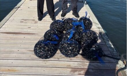 https://www.pozzuolinews24.it/pesca-illegale-sequestrati-100-kg-cozze-pozzuoli/