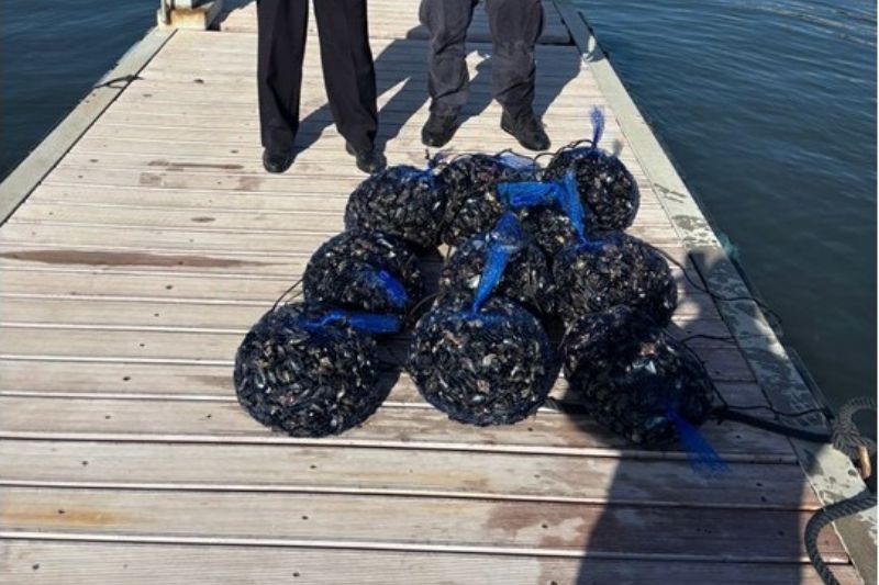 https://www.pozzuolinews24.it/pesca-illegale-sequestrati-100-kg-cozze-pozzuoli/