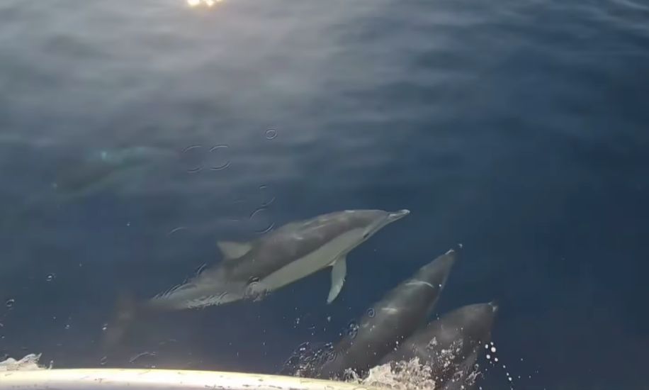 BACOLI| Spettacolo al largo di Miseno, avvistato un branco di delfini 