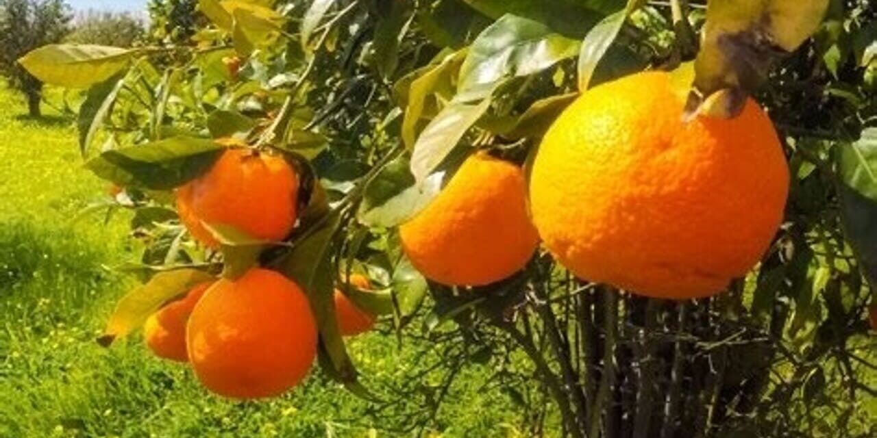 I Cicloverdi in bici alla Festa del Mandarino al Fusaro