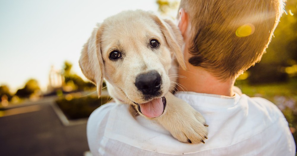 BACOLI| Adotta un cane: parte la campagna di sensibilizzazione