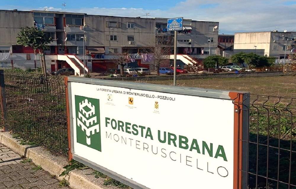 https://www.pozzuolinews24.it/pozzuoli-foresta-urbana-monterusciello-conclusa-piantumazione/