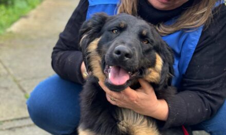 SOS CANI/ Perry, meraviglioso cucciolo cerca casa – Cronaca Flegrea