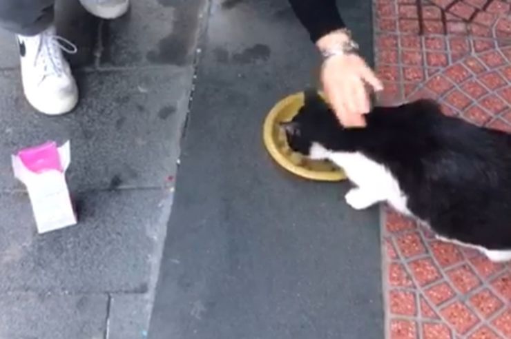 https://www.pozzuolinews24.it/pitbull-azzanna-gatto-colonia-pozzuoli/