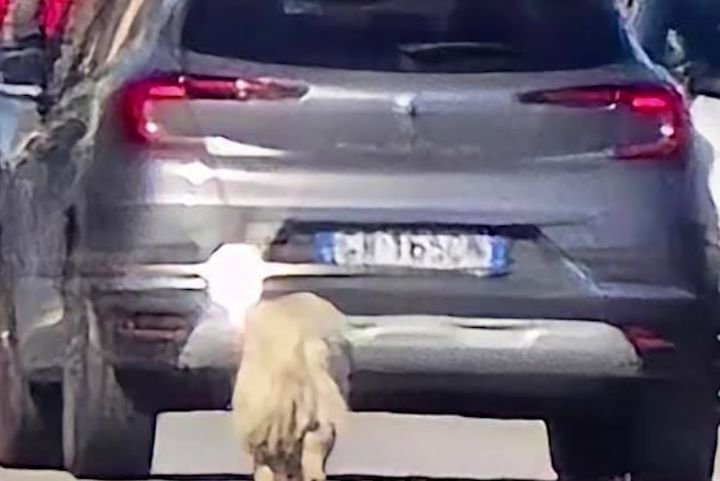 https://www.pozzuolinews24.it/quarto-cane-abbandonato-strada-smentita/