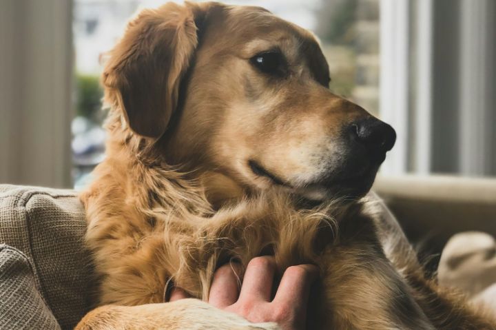 https://www.pozzuolinews24.it/quarto-convegno-tutela-animali-pet-therapy/